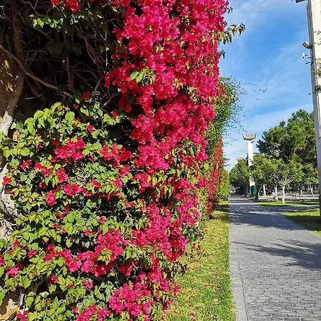 Japan Parque Del Oeste *